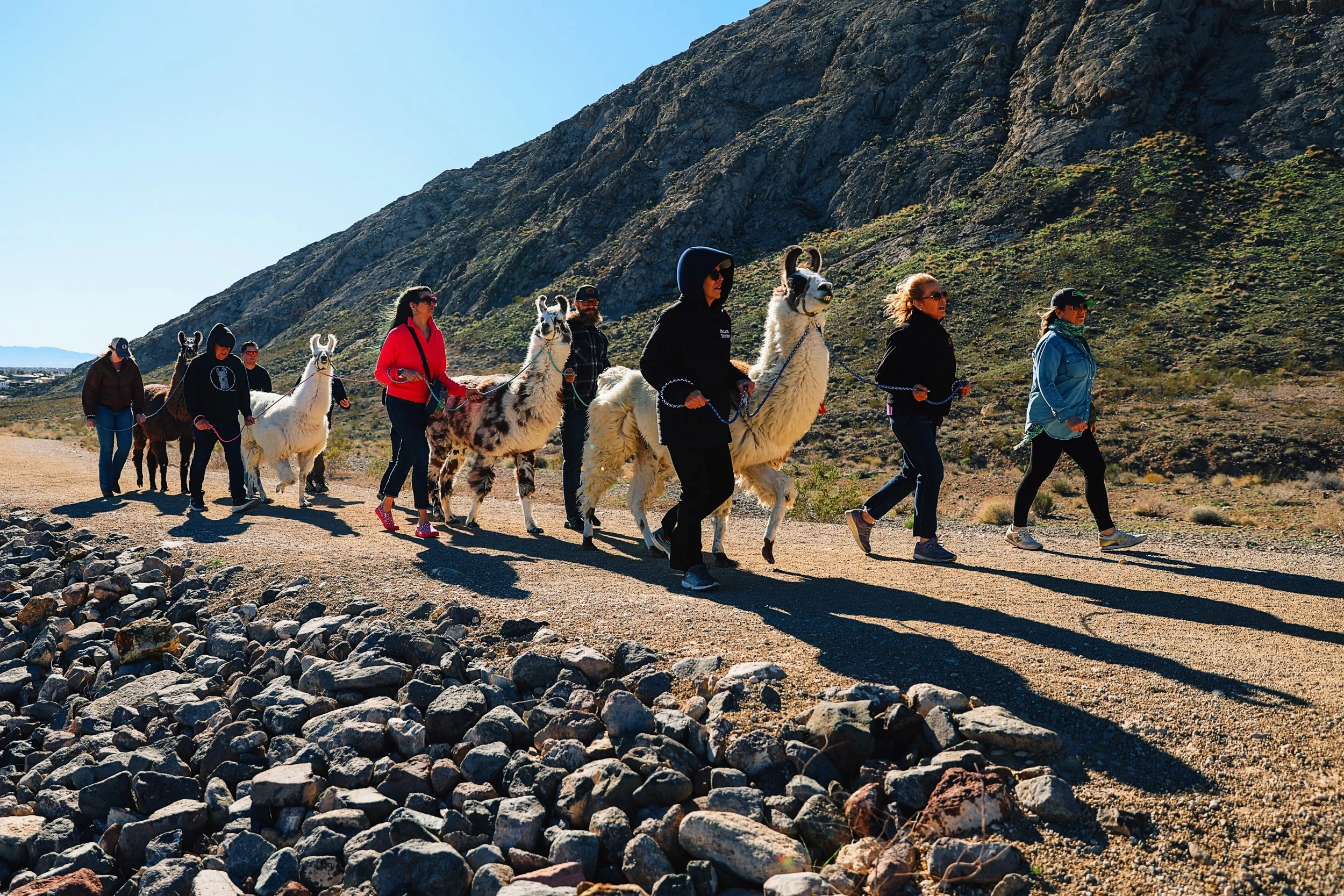 Llama Walks | Book Your Llama Adventure Today — ShangriLlama